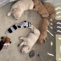 White collar female - Rhea - Golden female Golden Retriever puppy in Yucaipa, California from Blessed Goldens