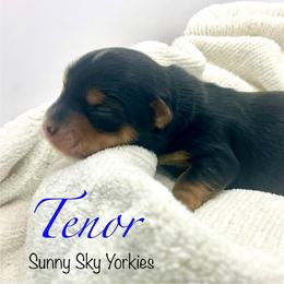 Tenor - Black and tan male Yorkshire Terrier puppy in Galesburg, Illinois from Sunny Sky Yorkies