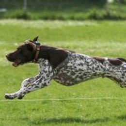 German Shorthaired Pointers from White River Shorthairs