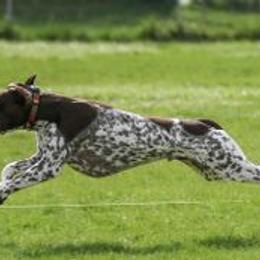 German Shorthaired Pointers from White River Shorthairs