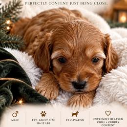 Ace - Red male Cavapoo puppy in Gilbert, Arizona from Arizona Toy Cavapoos – Health‐Tested & Home‐Raised