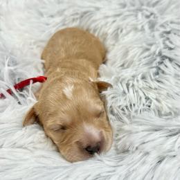 Ron - Apricot male Cavapoo puppy in Lancaster, Missouri from Cavapoo Acres