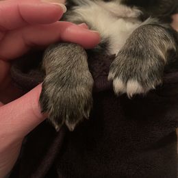 Australian Shepherd and Miniature Australian Shepherd Puppies from Integrity Aussies Tx