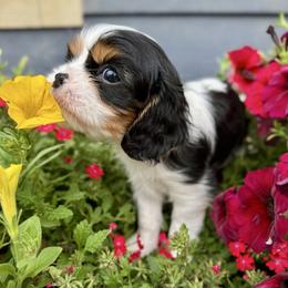 AKC Champion-Sired Casanova - Tri-color male Cavalier King Charles Spaniel puppy in Louisville, Kentucky from Ali-Mae Cavalier King Charles Spaniels