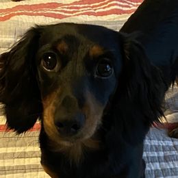 Heidi - Dachshund