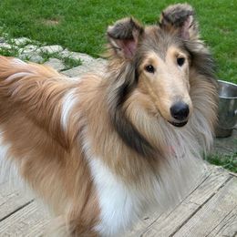 Dreamer - Collie