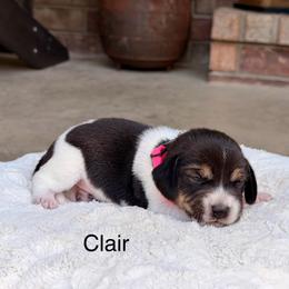 Clair - Black tan and white female Beagle puppy in Mansfield, Missouri from Rippee Creek Kennel