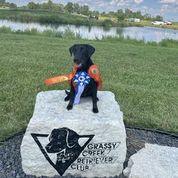 Dyna - Labrador Retriever