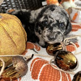 Cosmic brownie - Merle female Goldendoodle puppy in Greensboro, Georgia from B’s Doodles