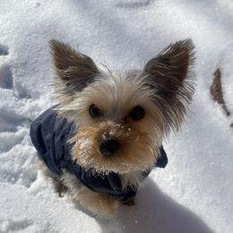 Furi - Yorkshire Terrier