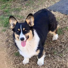 Lillian - Pembroke Welsh Corgi