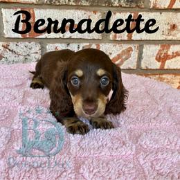 Bernadette - Chocolate and cream female Dachshund puppy in Noble, Oklahoma from Marissa's Dachshunds (BooneDox Mini Dachshunds)