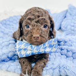 Snickers - Brown male Cockapoo puppy in Otisville, Michigan from Danie’s Darling Doodles LLC