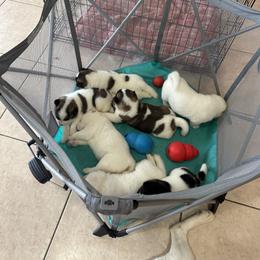 Akita Puppies from Gloe Akita's