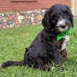 Enchilada - Tri-color male Bernedoodle puppy in Roy, Utah from Doodles are Amazing