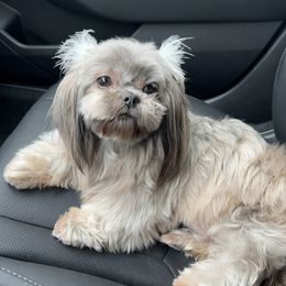 Georgia - Shih Tzu