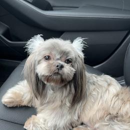 Georgia - Shih Tzu