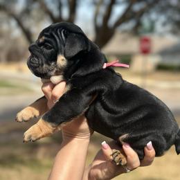 Moana - Chocolate tri-color female Bulldog puppy in Plano, Texas from Dallas Finest Bulldogs