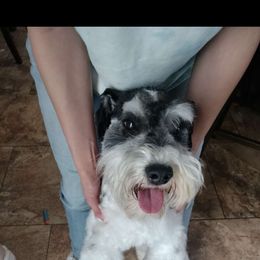 Patty - Miniature Schnauzer