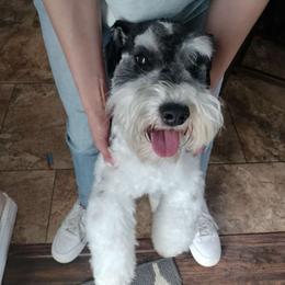 Patty - Miniature Schnauzer