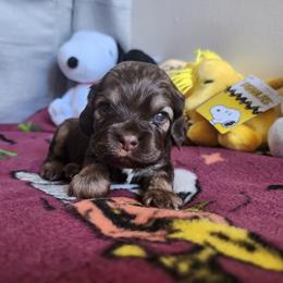 AKC Schroeder Brown tan sable - Brown and tan male Cocker Spaniel puppy in New Market, Tennessee from Down in the Holler