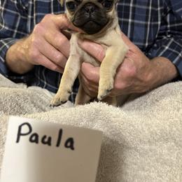 Paula - Fawn female Pug puppy in Lexington, Alabama from Cook Grandy