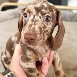 Dapple boy 1 - Dapple male Dachshund puppy in Galax, Virginia from Va mini dachshunds
