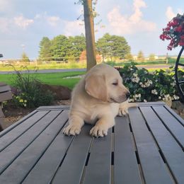 Buster - Yellow male Labrador Retriever puppy in Woodburn, Indiana from Marlene's Labrador Retrievers