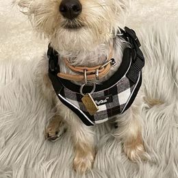 Companion Crosses, Maltese, and Silky Terriers from Silky Malti Puppies