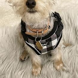 Companion Crosses, Maltese, and Silky Terriers from Silky Malti Puppies