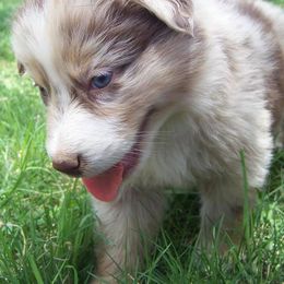 Australian Shepherd Puppies from 4-N Aussie