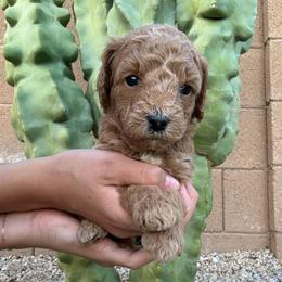 Gema - Red  female Goldendoodle puppy in Phoenix, Arizona from Doodles of the Desert