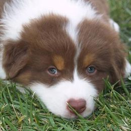 Australian Shepherds from Jamara Aussies