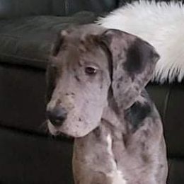 Great Danes from Patientdanes