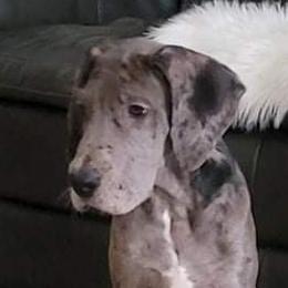 Great Danes from Patientdanes