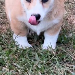 Leo - White and red male Pembroke Welsh Corgi puppy in Jenkinsburg, Georgia from Red Elephant Farms