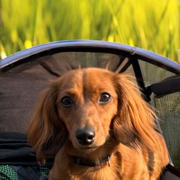 Maple - Dachshund