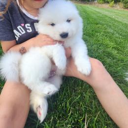 Casper - White male Samoyed puppy in Morgan, Utah from Carriage Court Kennels