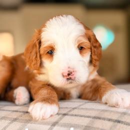 Daphne - Red  female Goldendoodle puppy in Hartwell, Georgia from BellaDoodles