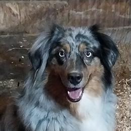 Monkey - Australian Shepherd