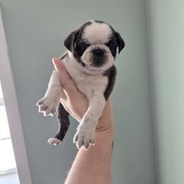 Boy 4 (Panda) - Brindle male Pug puppy in Auburn, Kentucky from Prentice Family Pugs