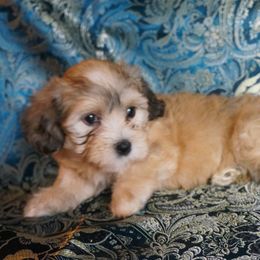 Havanese Puppies from Artwyrks Havanese