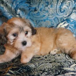 Havanese Puppies from Artwyrks Havanese
