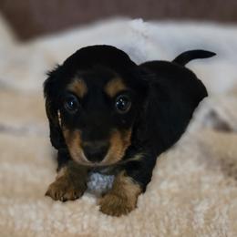 Ella - Black and tan female Dachshund puppy in Lucedale, Mississippi from Hopper Road Miniature Dachshunds