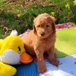 Boy 6 - Labradoodle puppy in Statesville, North Carolina from Labradoodles of the Foothills