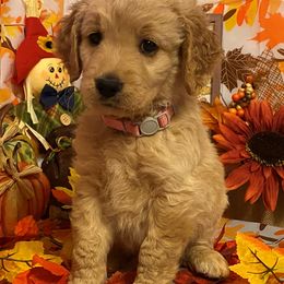 Goldendoodle Puppies from Goodyear golden doodles