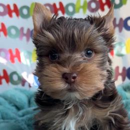 Major - Chocolate and tan male Yorkshire Terrier puppy in Parkersburg, West Virginia from Chocolate Diamonds in the RUFF
