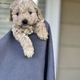 Cockapoo Puppies from East St. Poodles & Doodles