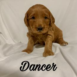 Dancer: Medium Goldendoodle, Female, Ready Jan 19 - Apricot female Goldendoodle puppy in Johns Island, South Carolina from Golden Doodlebugs