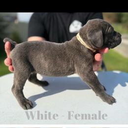 White collar - Gray brindle female Cane Corso puppy in Herriman, Utah from High Country Corsos